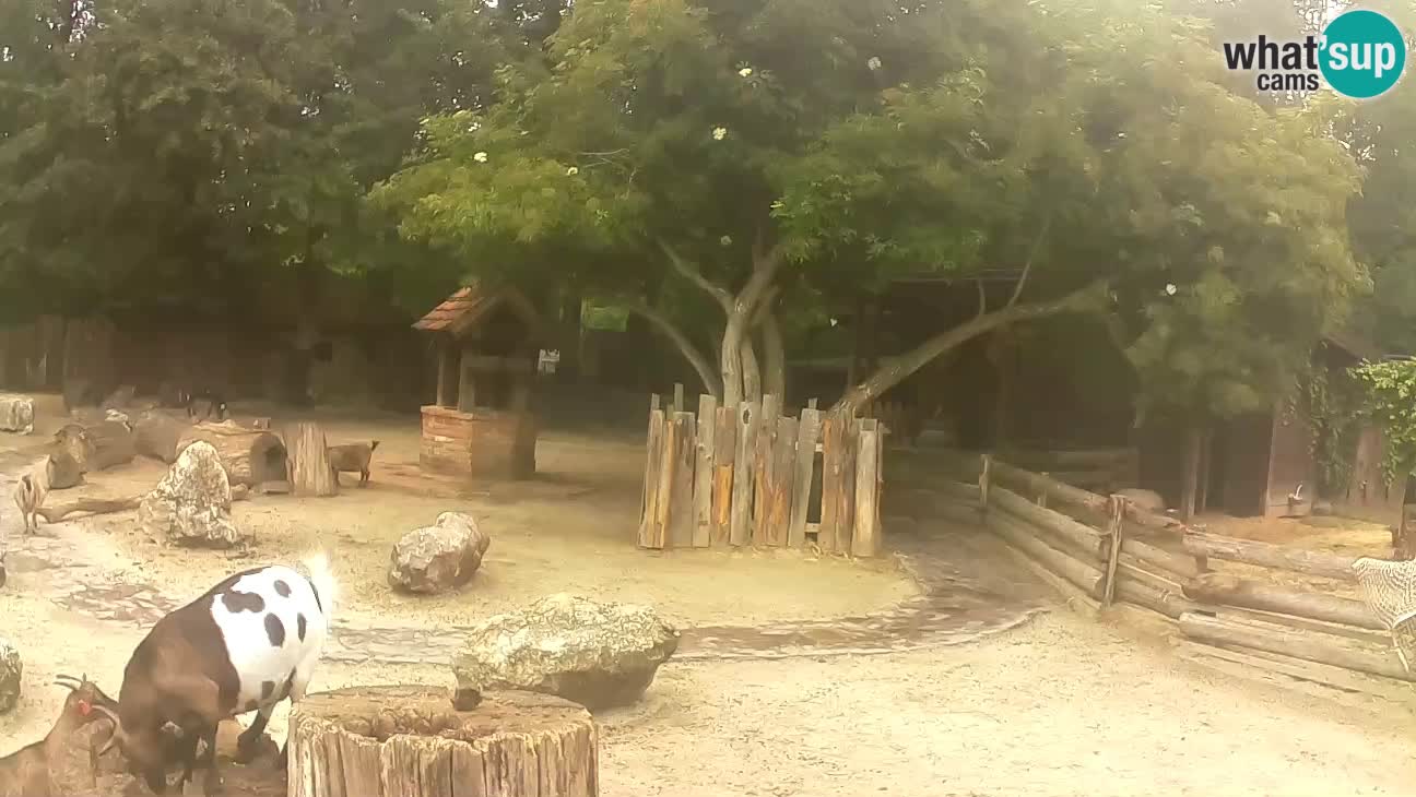 Zoo Zagreb – Cebo dai cornetti