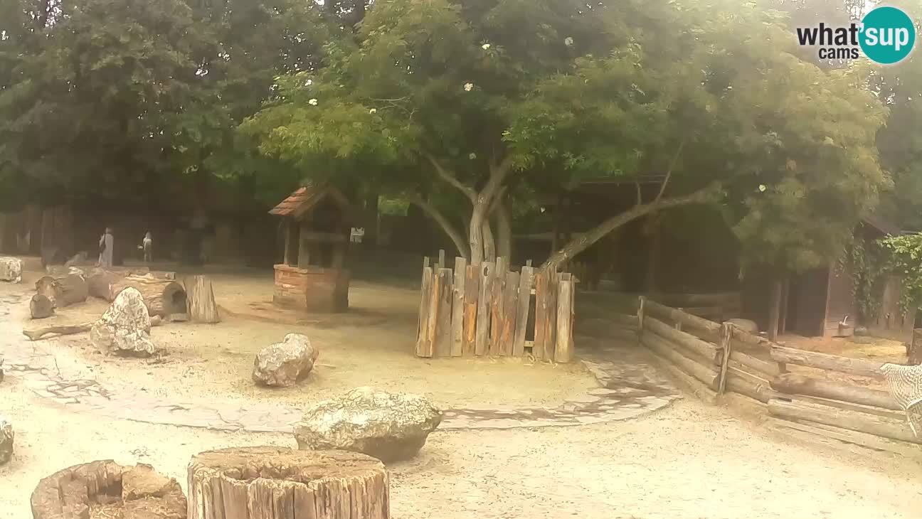 Zoo Zagreb – Haubenkapuziner