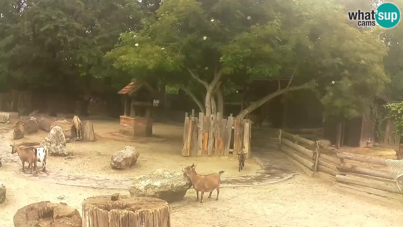 Zoo Zagreb –  Mono maicero