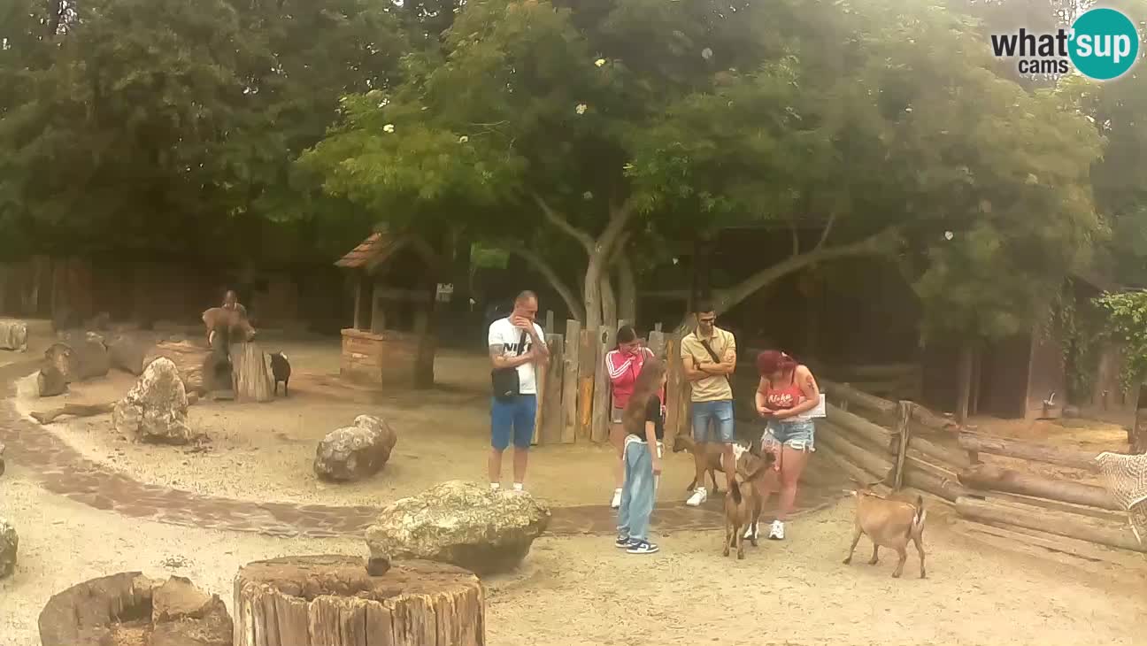Zoo Zagreb – Haubenkapuziner