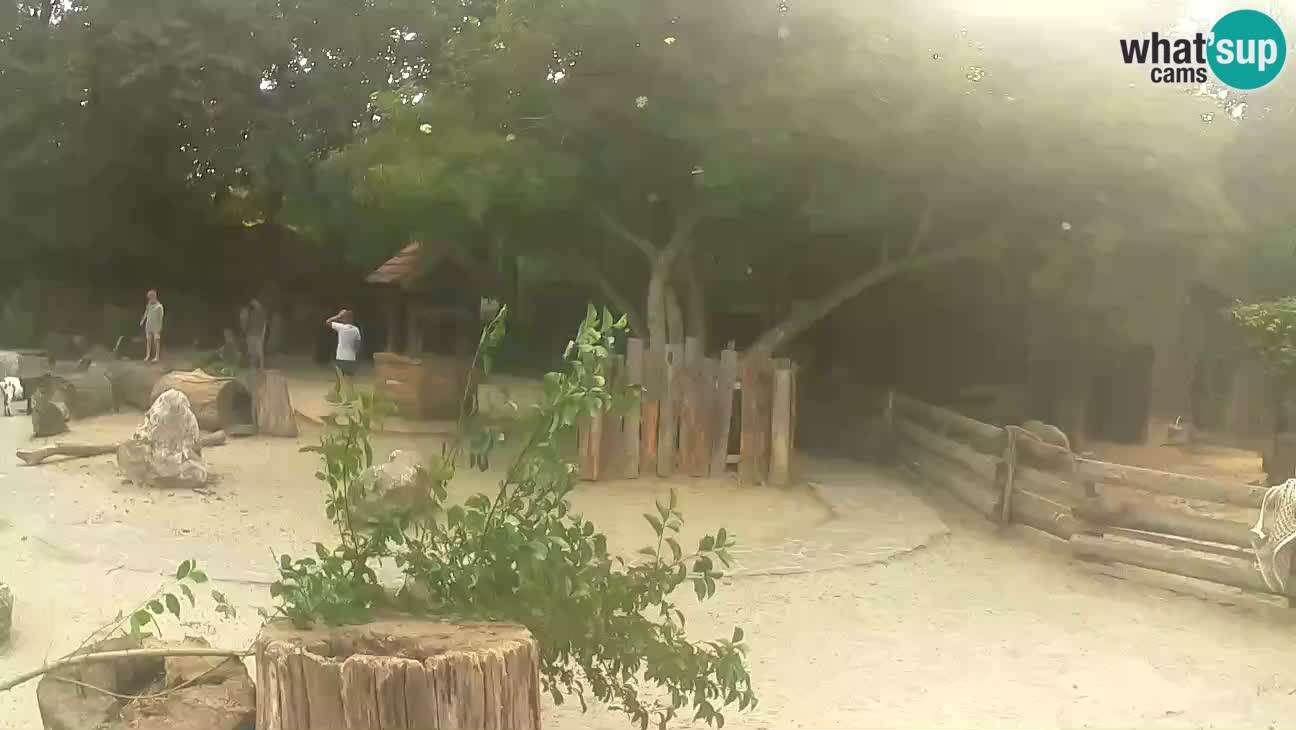 Zoo Zagreb – Cebus apella
