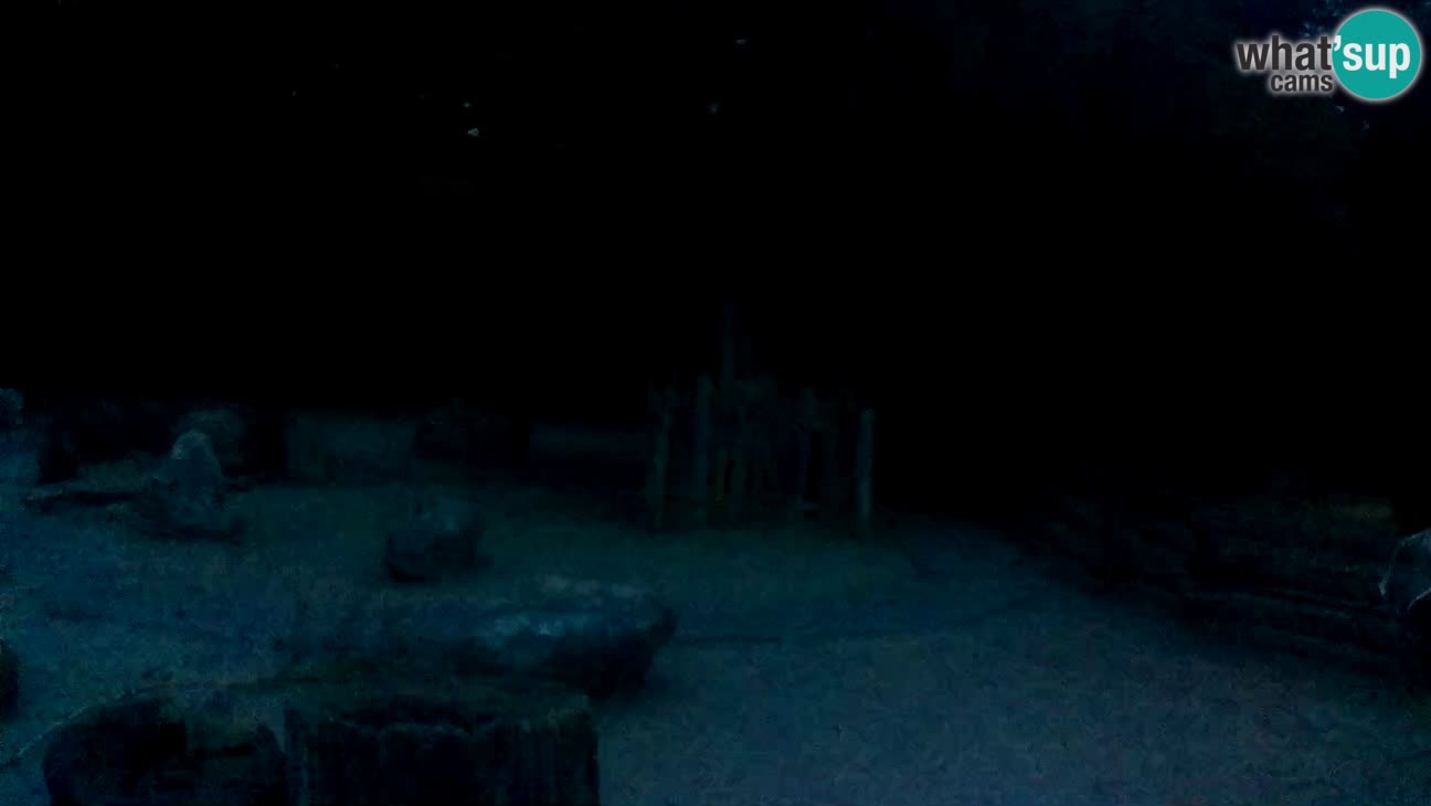 Zoo Zagreb – Cebo dai cornetti