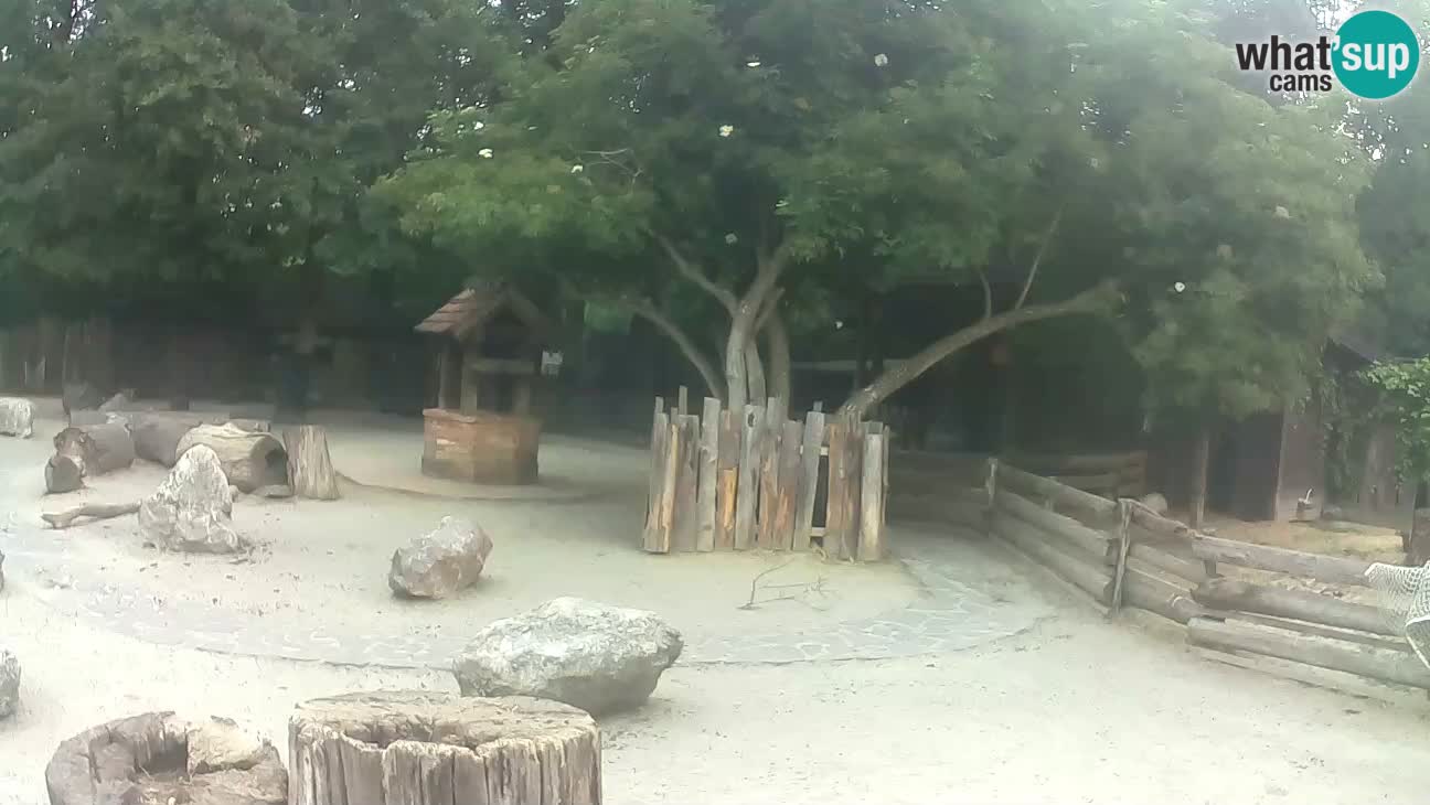 Zoo Zagreb – Cebus apella