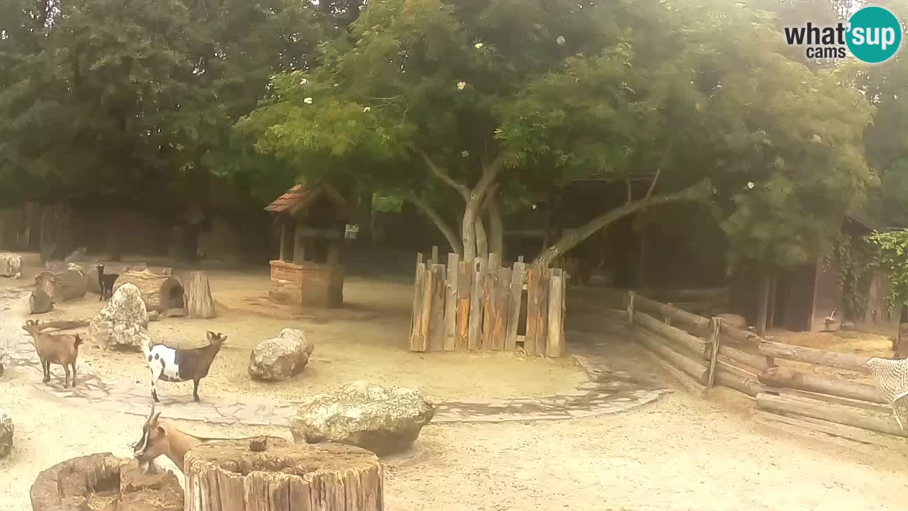 Zoo Zagreb – Cebus apella