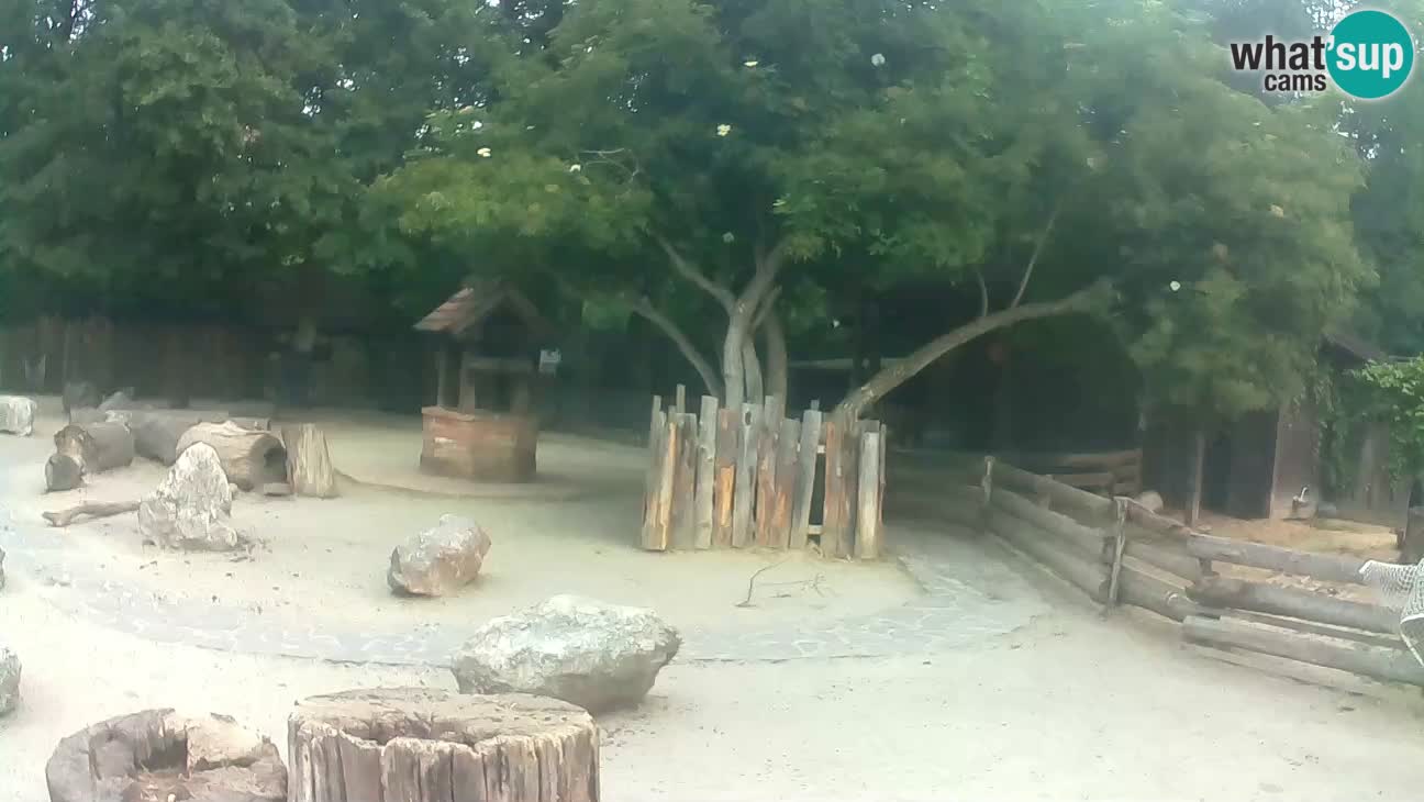 Zoo Zagreb – Brown Capuchin