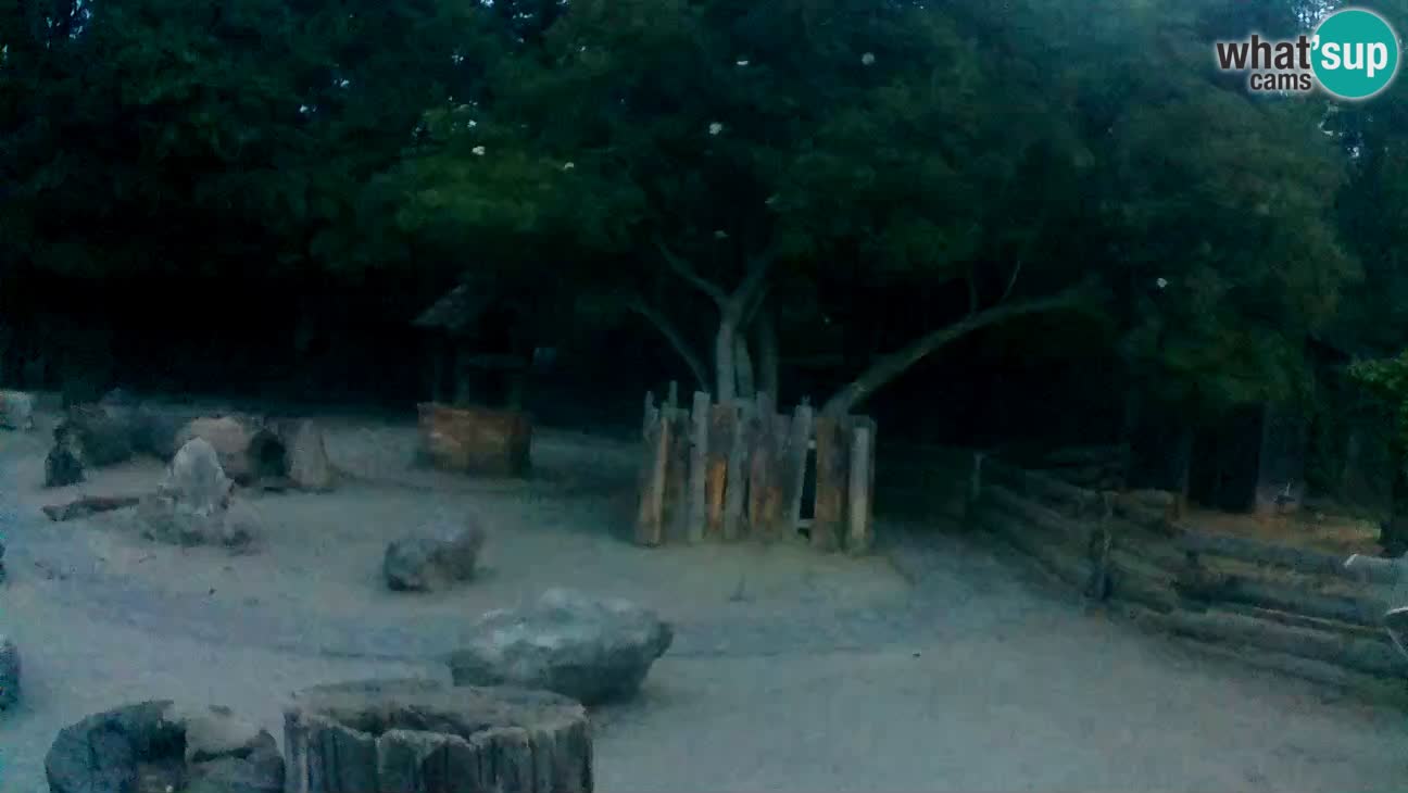 Zoo Zagreb – Cebo dai cornetti
