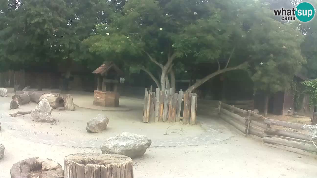 Zoo Zagreb – Rjava kapucinka