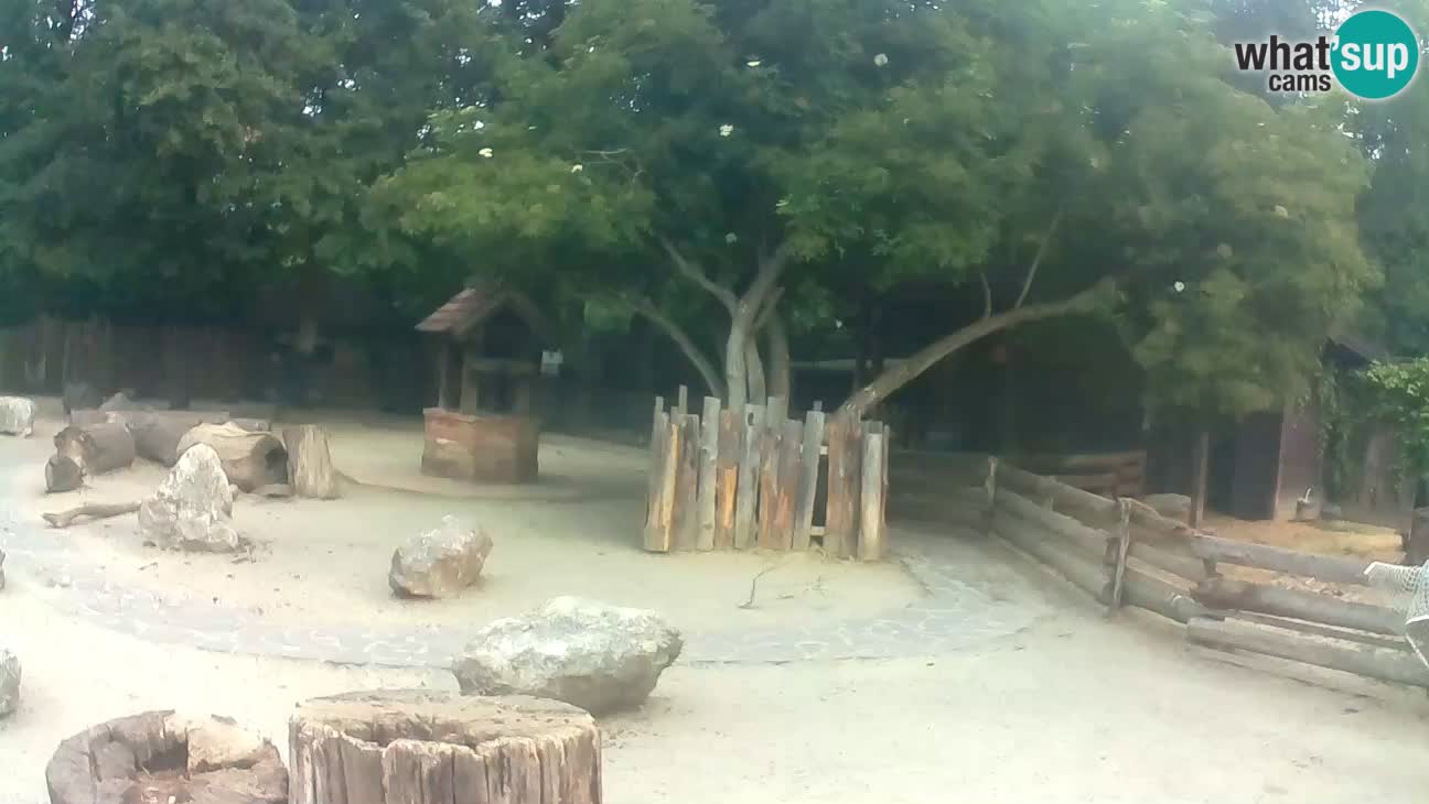 Zoo Zagreb – Rjava kapucinka