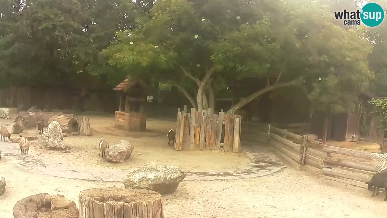 Zoo Zagreb – Rjava kapucinka