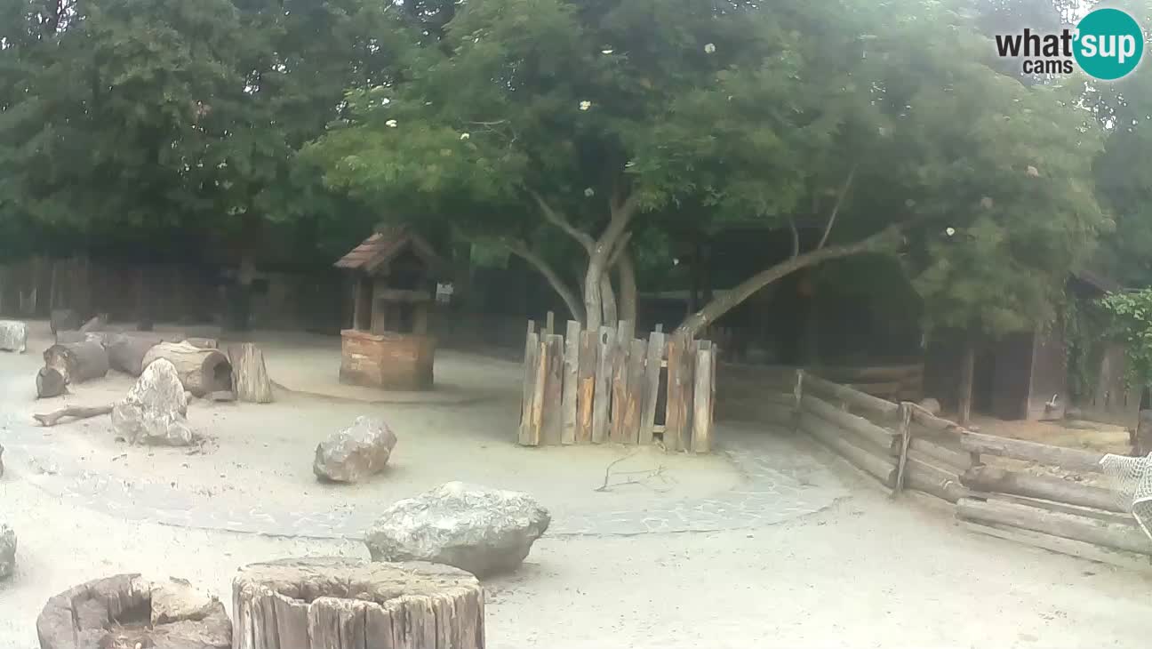 Zoo Zagreb – Haubenkapuziner