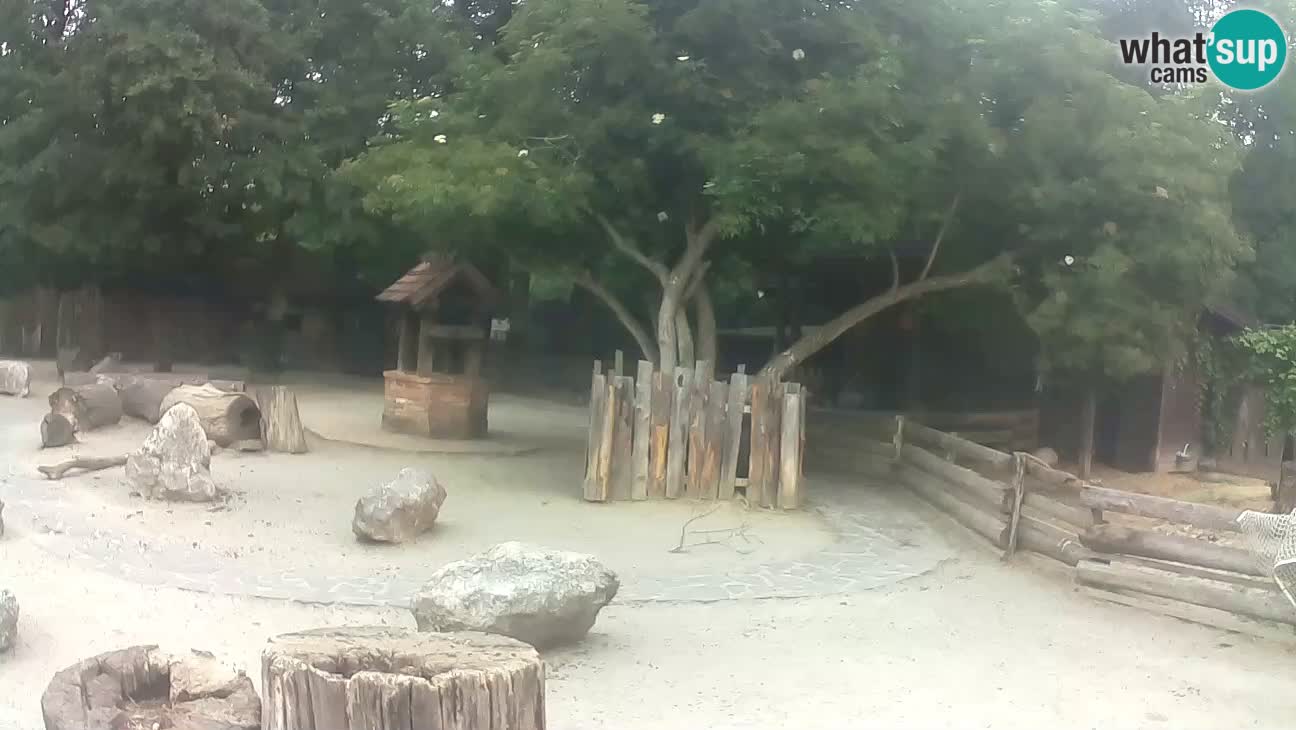 Zoo Zagreb – Rjava kapucinka