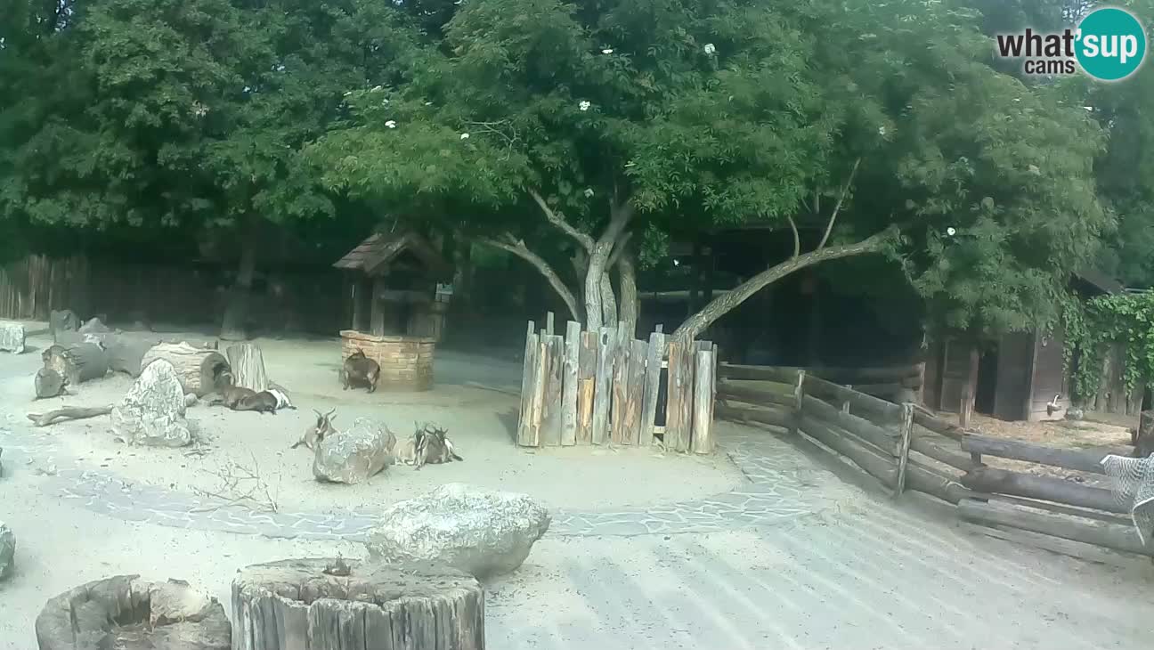 Zoo Zagreb – Cebo dai cornetti