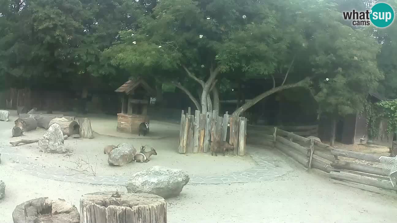 Zoo Zagreb – Brown Capuchin