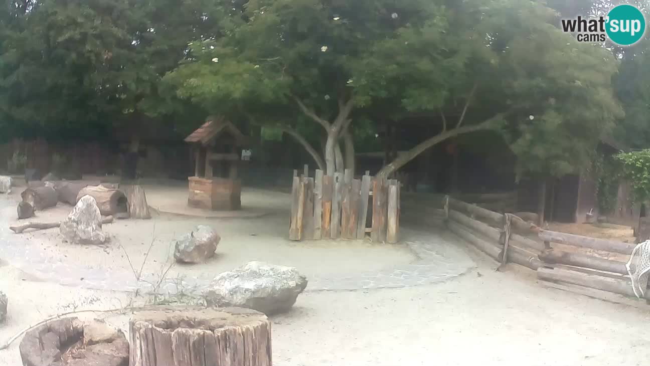 Zoo Zagreb – Cebus apella