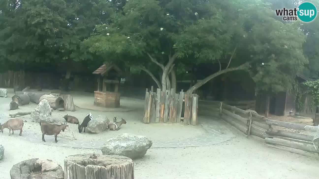 Zoo Zagreb –  Mono maicero
