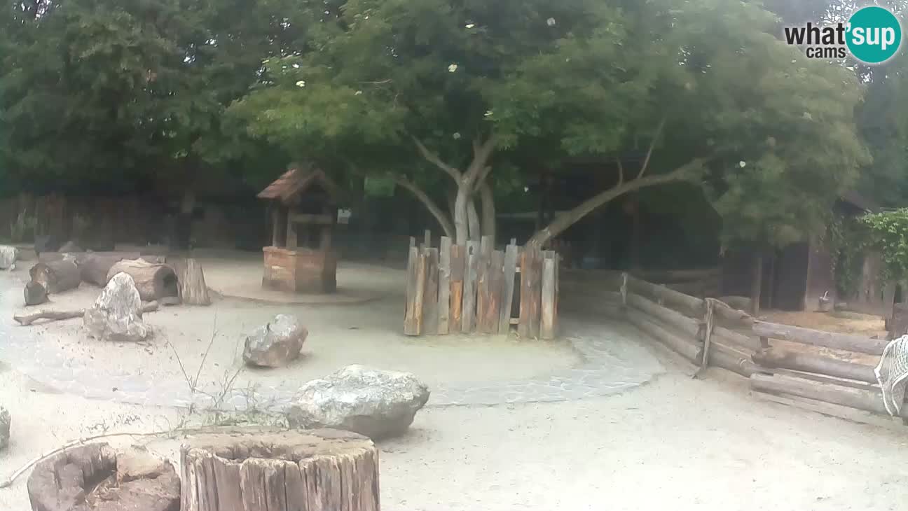 Zoo Zagreb – Rjava kapucinka