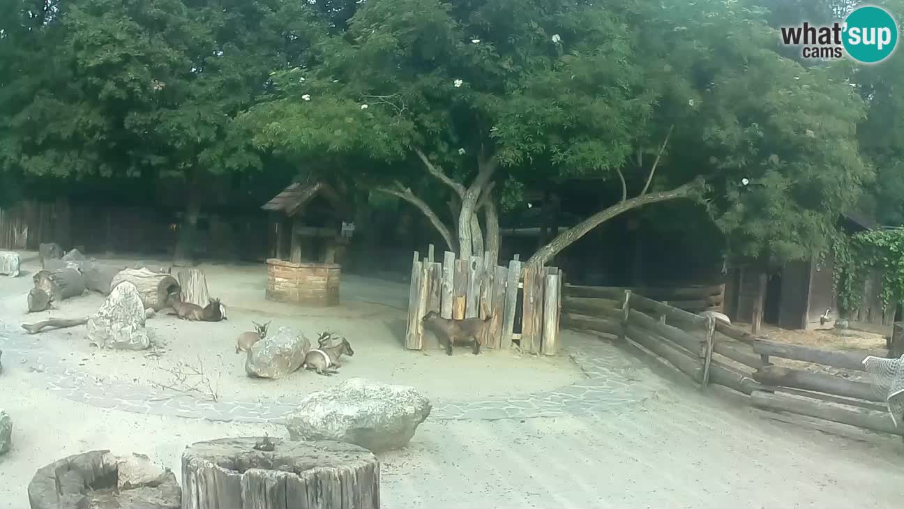Zoo Zagreb – Cebus apella