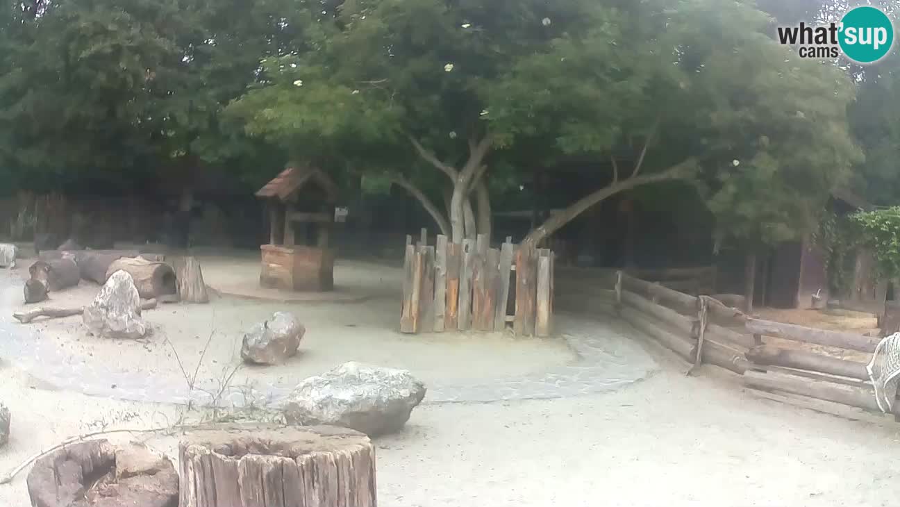 Zoo Zagreb –  Mono maicero