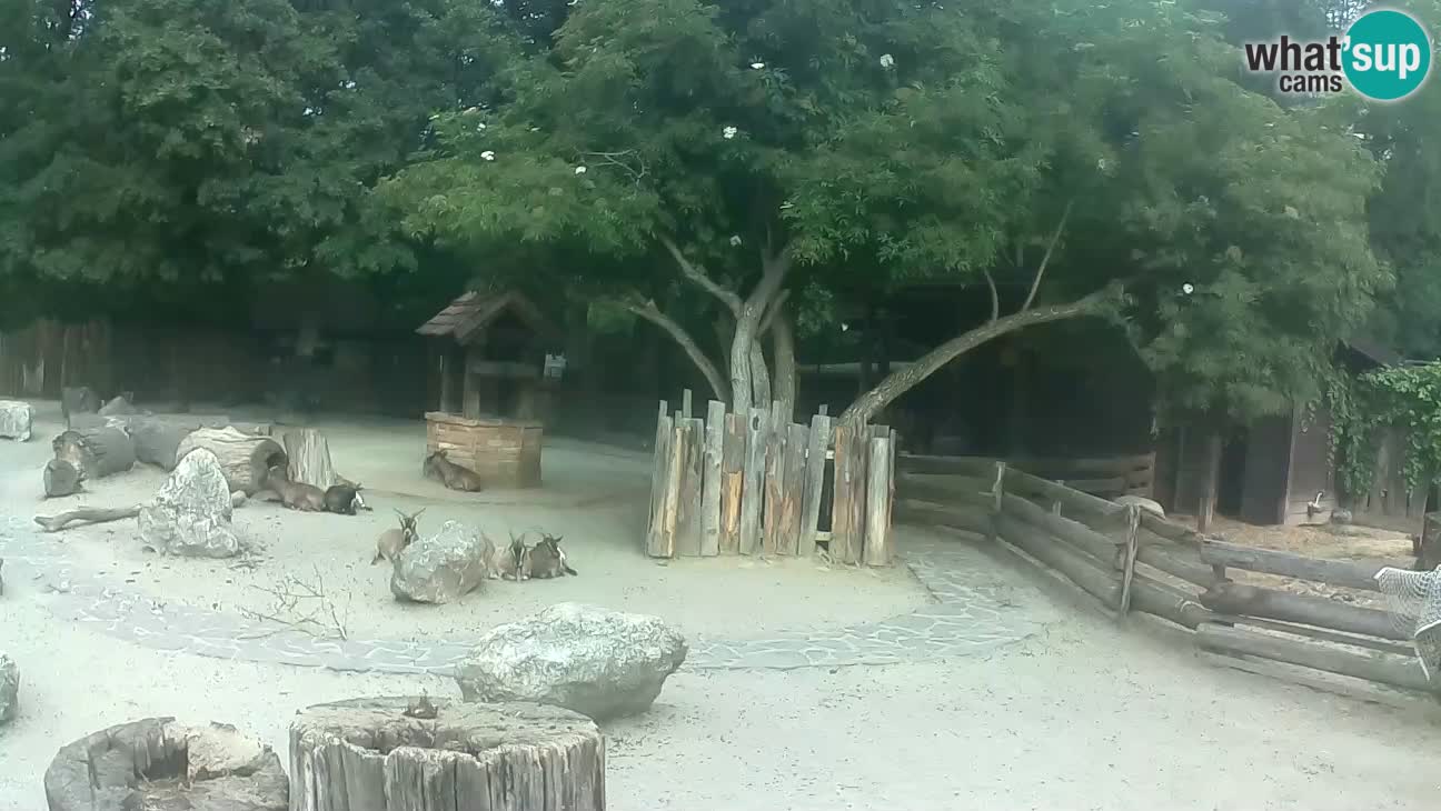 Zoo Zagreb – Rjava kapucinka