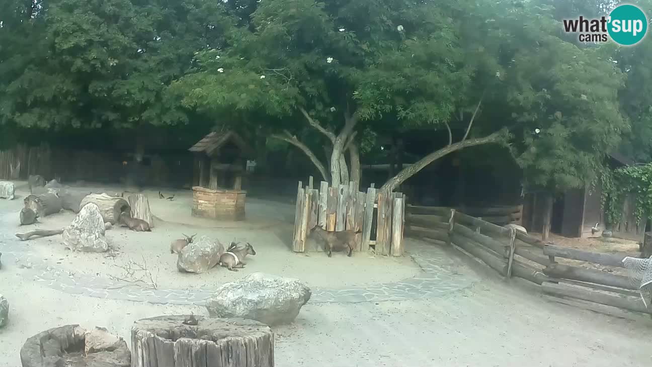 Zoo Zagreb – Cebo dai cornetti