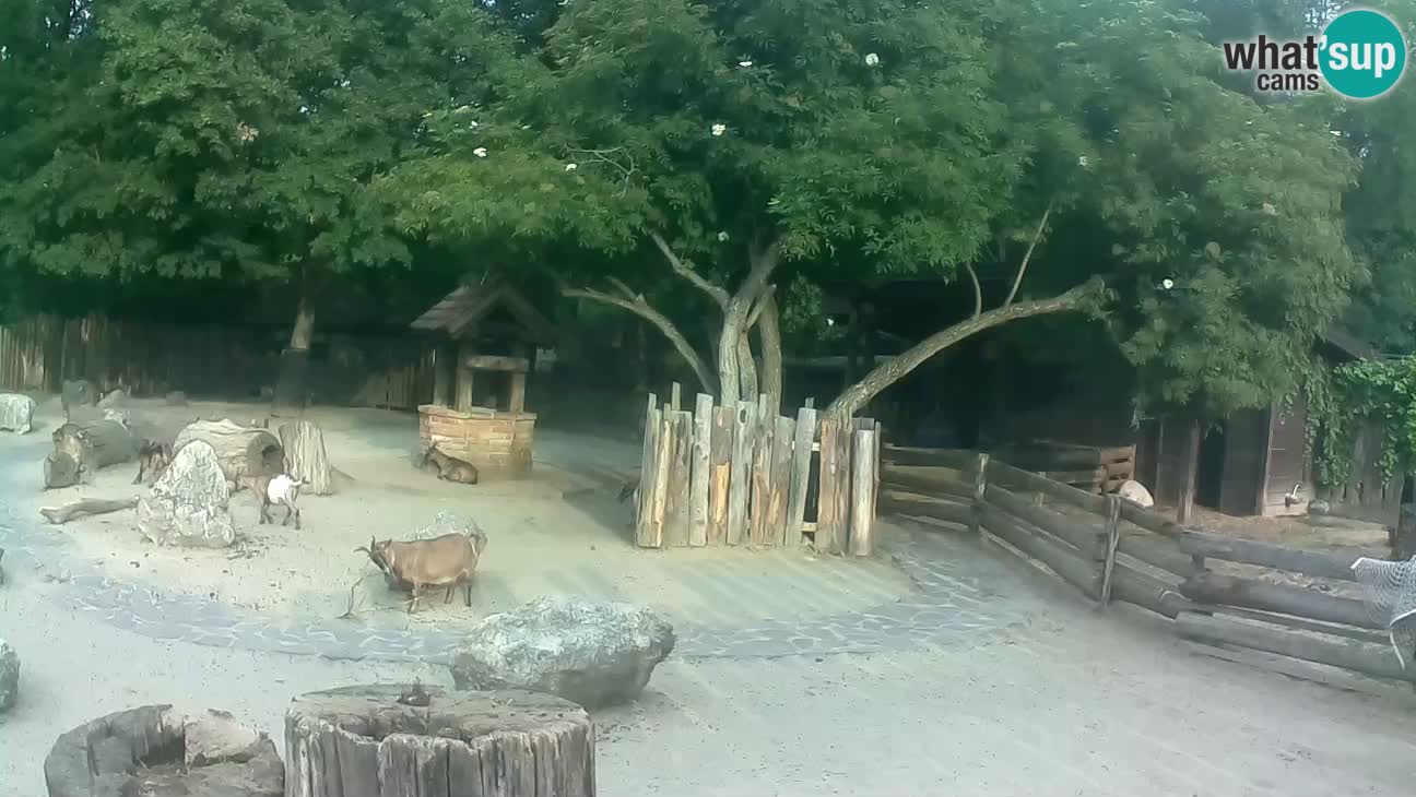 Zoo Zagreb – Cebus apella