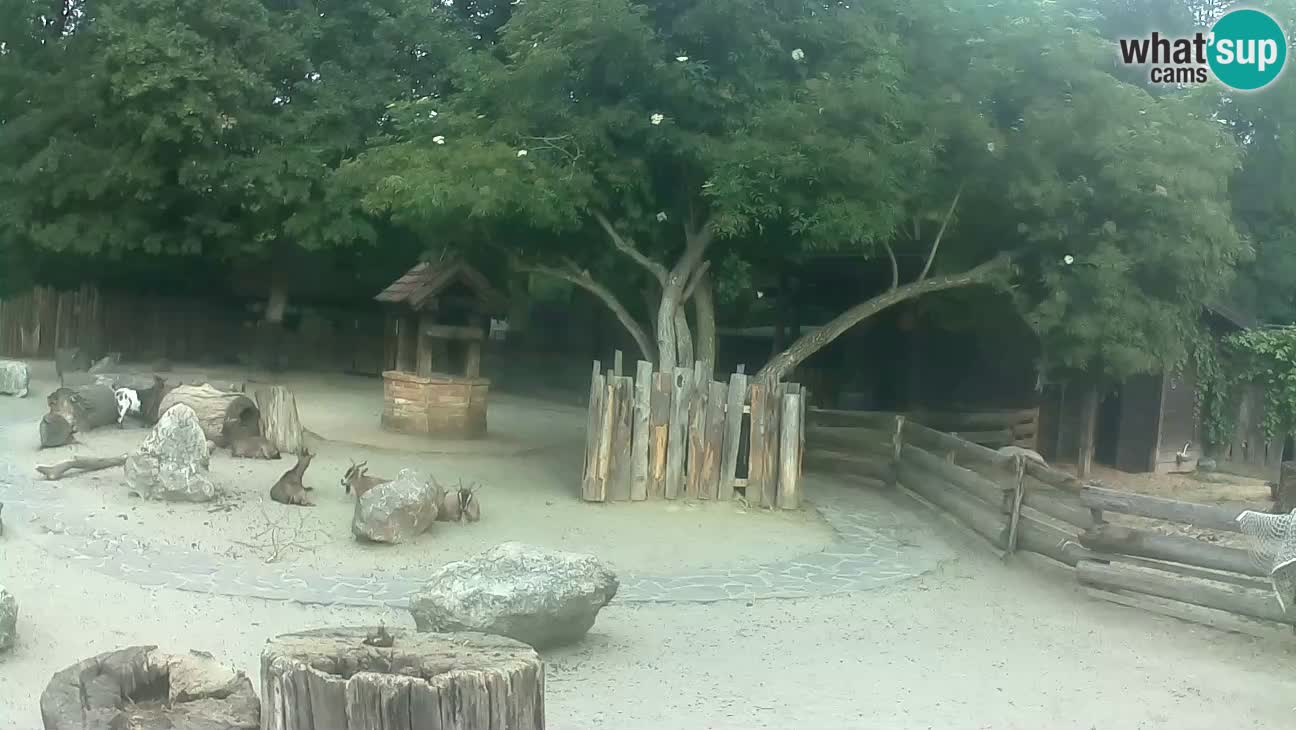 Zoo Zagreb – Rjava kapucinka