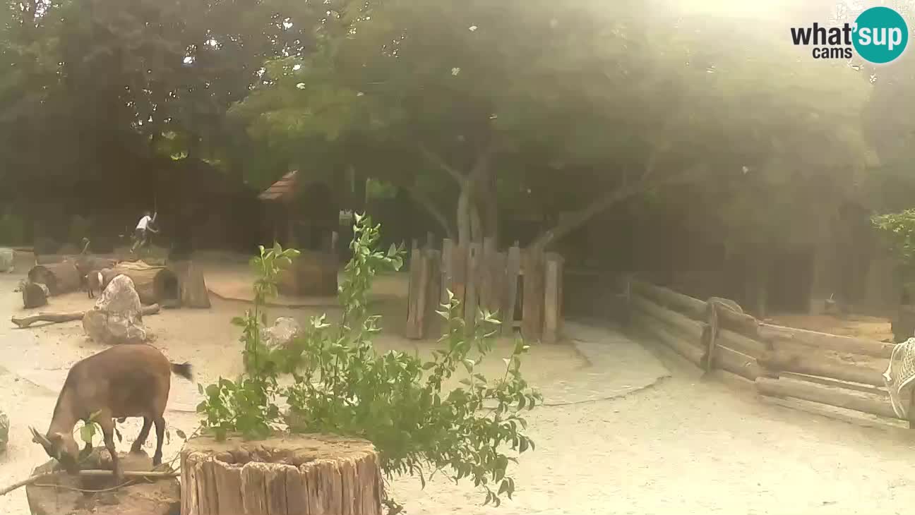 Zoo Zagreb – Rjava kapucinka