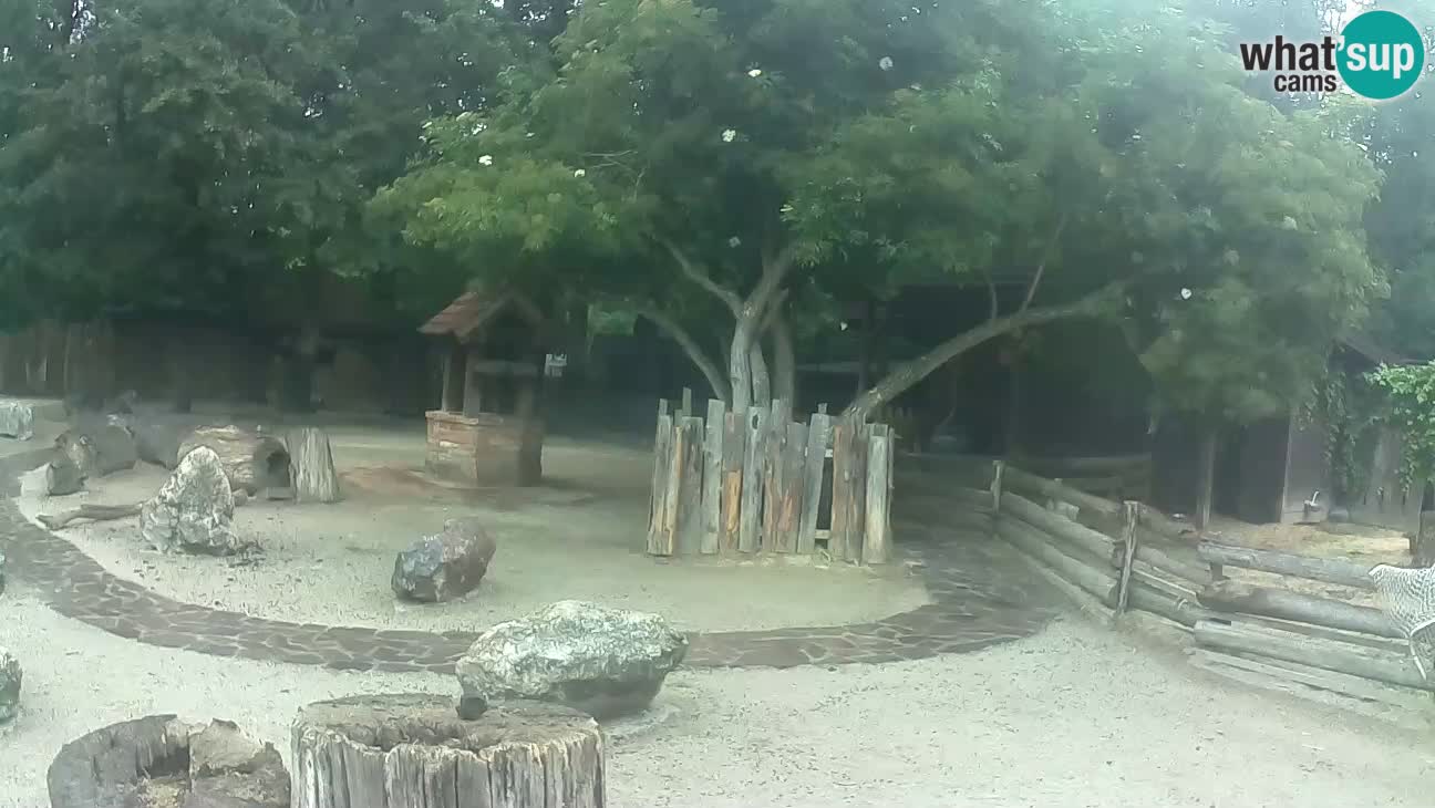 Zoo Zagreb – Cebus apella