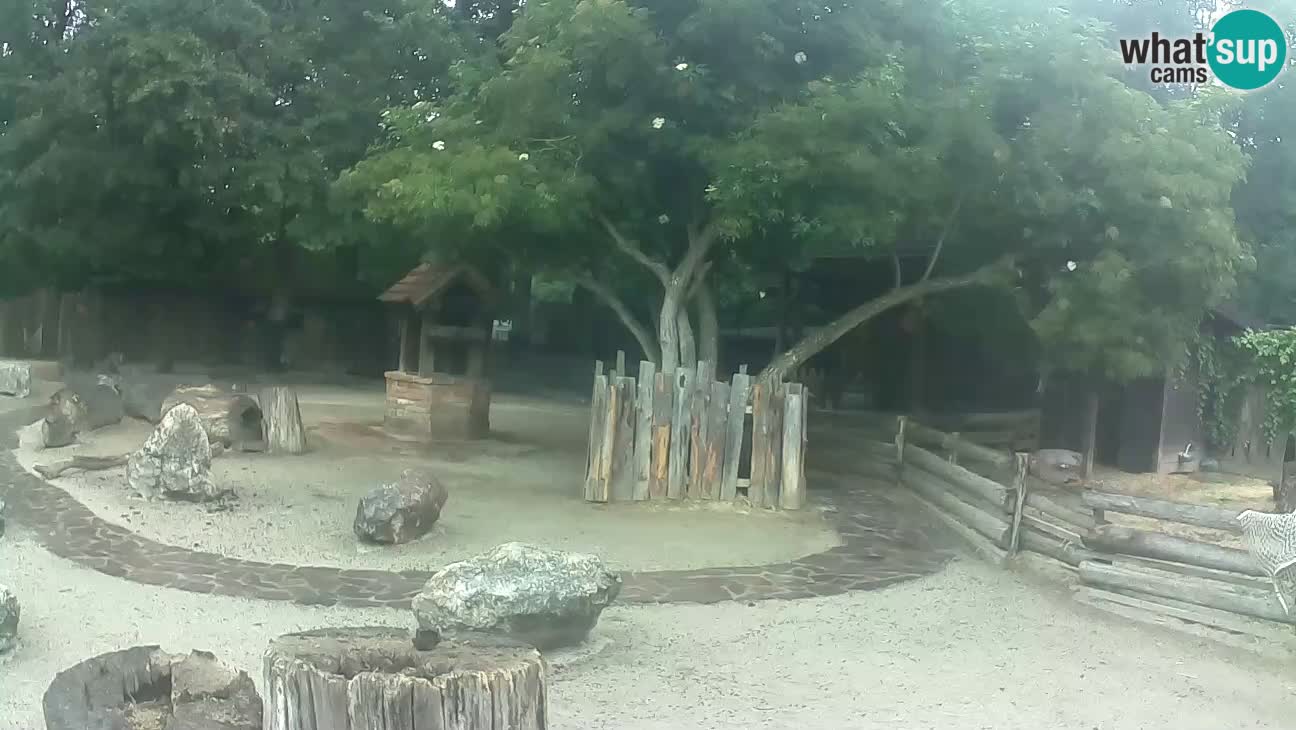 Zoo Zagreb –  Mono maicero