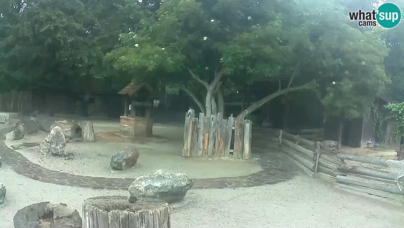 Zoo Zagreb – Cebo dai cornetti