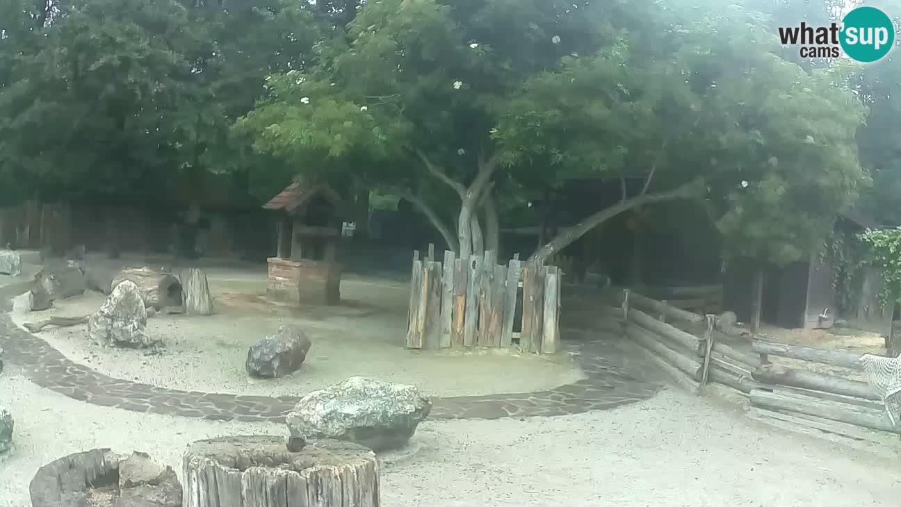 Zoo Zagreb –  Mono maicero