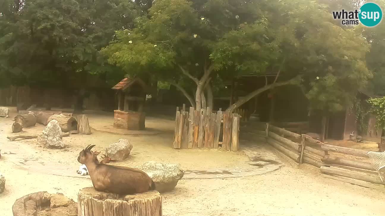 Zoo Zagreb – Brown Capuchin