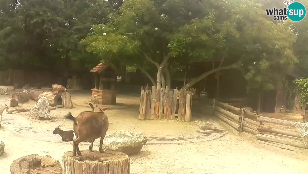Zoo Zagreb – Cebo dai cornetti