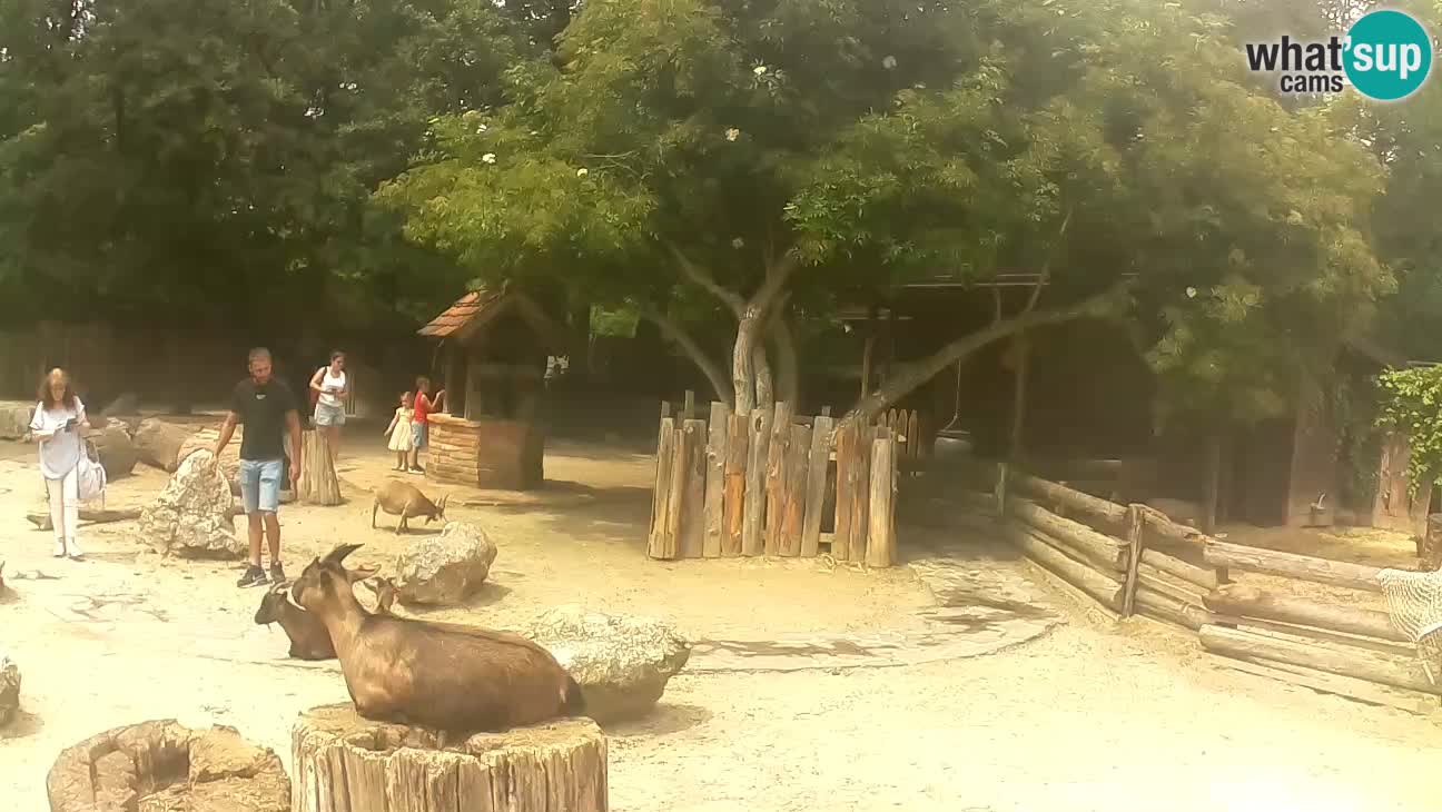 Zoo Zagreb – Haubenkapuziner