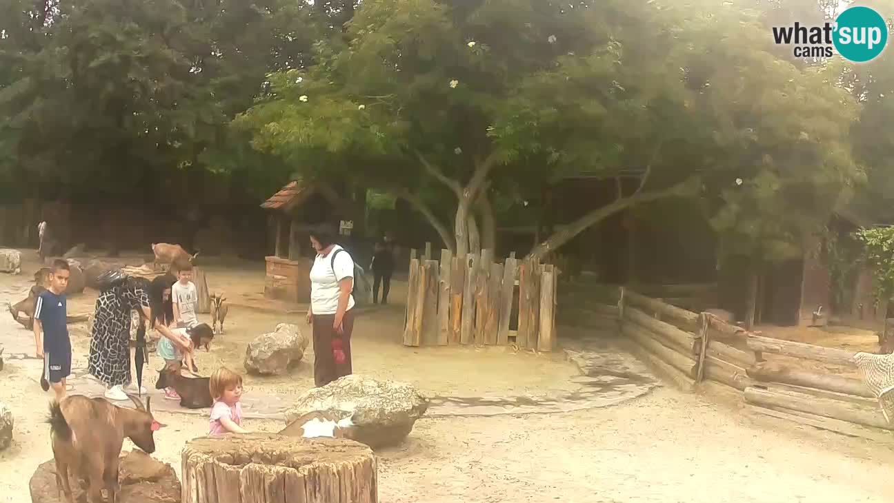 Zoo Zagreb – Brown Capuchin