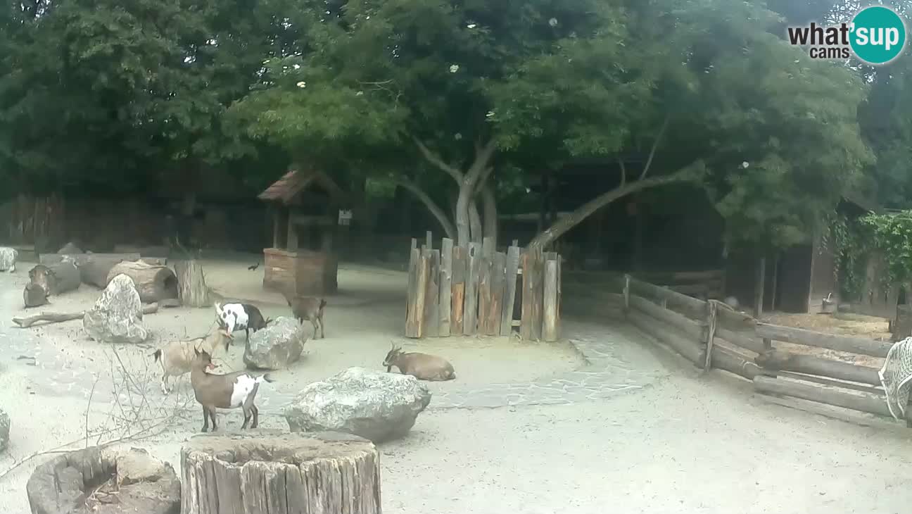 Zoo Zagreb –  Mono maicero