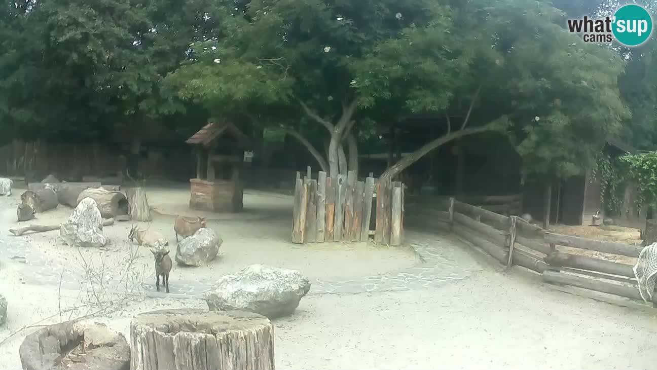 Zoo Zagreb – Cebo dai cornetti