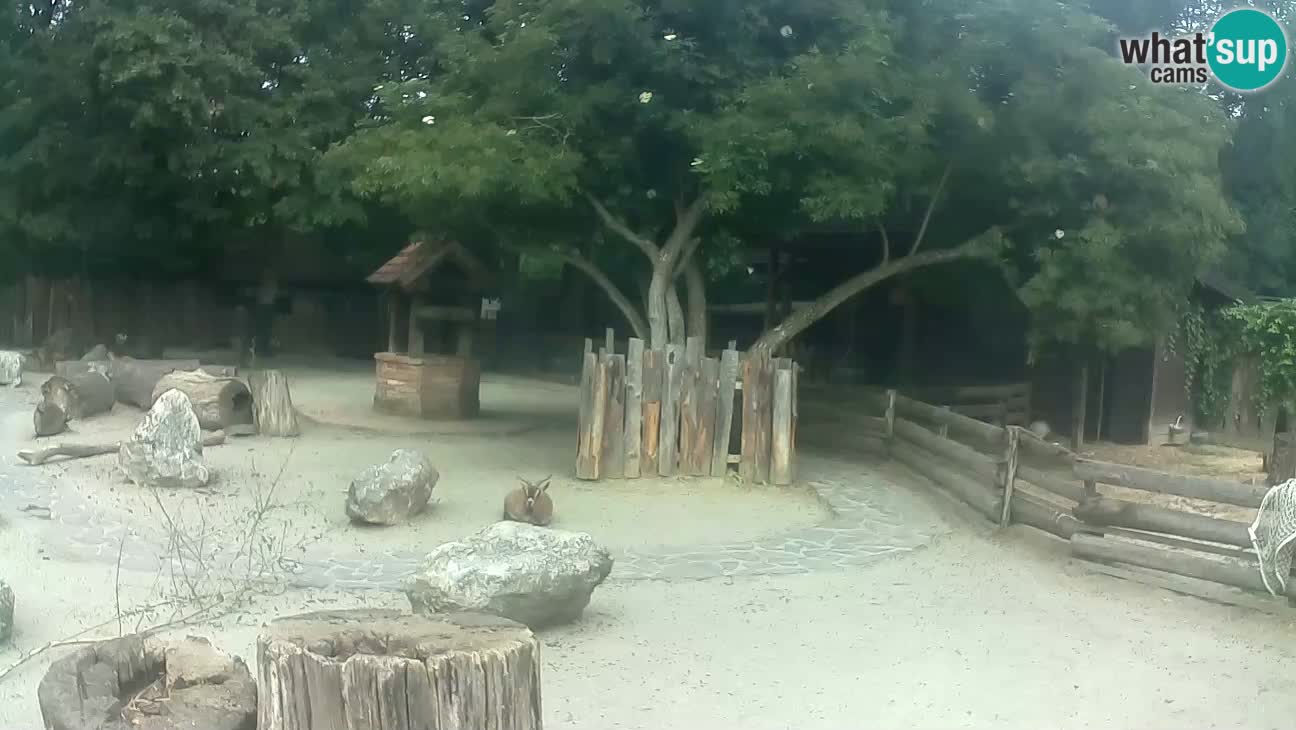Zoo Zagreb – Rjava kapucinka