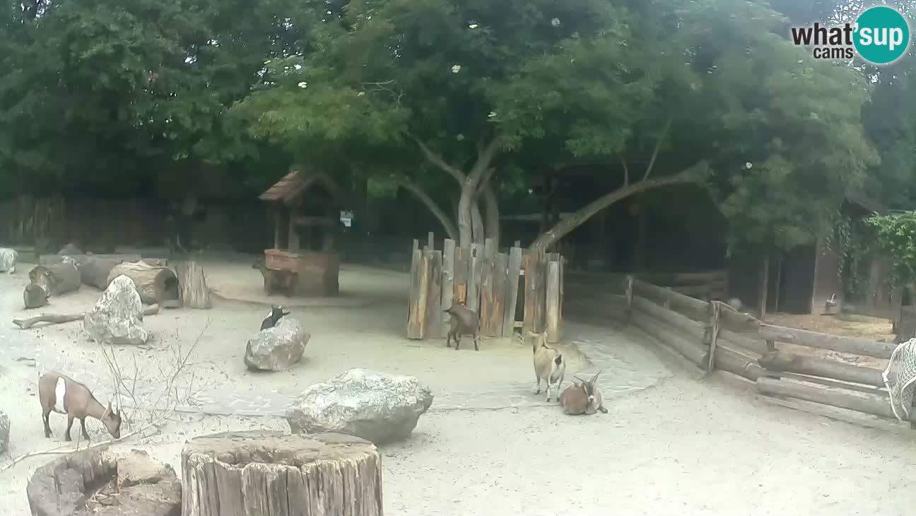 Zoo Zagreb – Rjava kapucinka