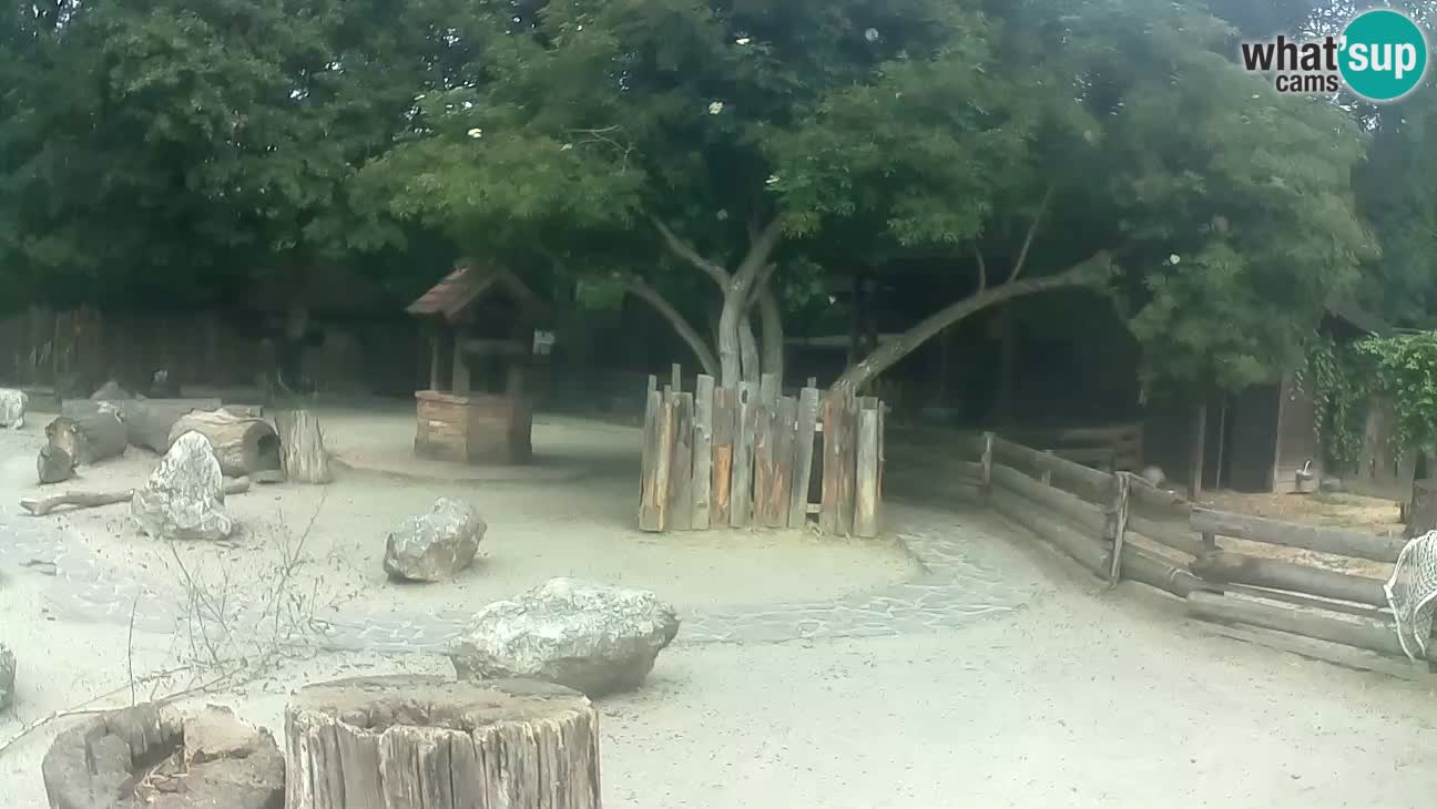 Zoo Zagreb – Rjava kapucinka