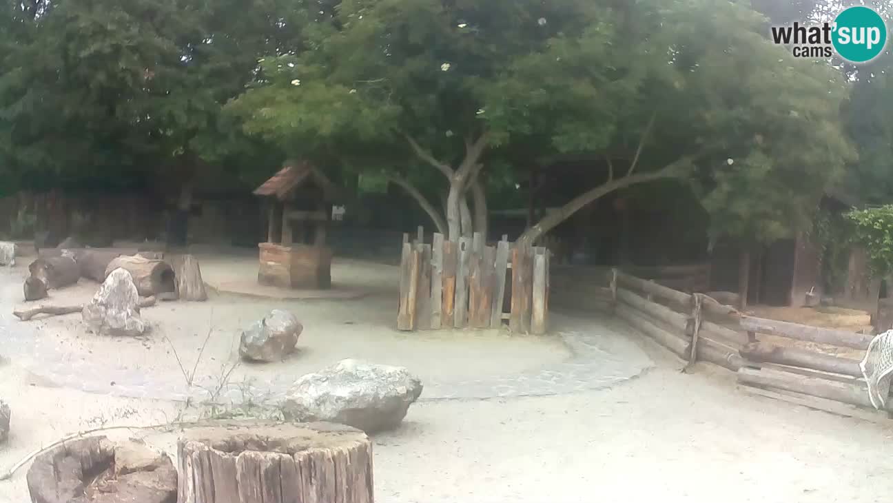 Zoo Zagreb – Rjava kapucinka