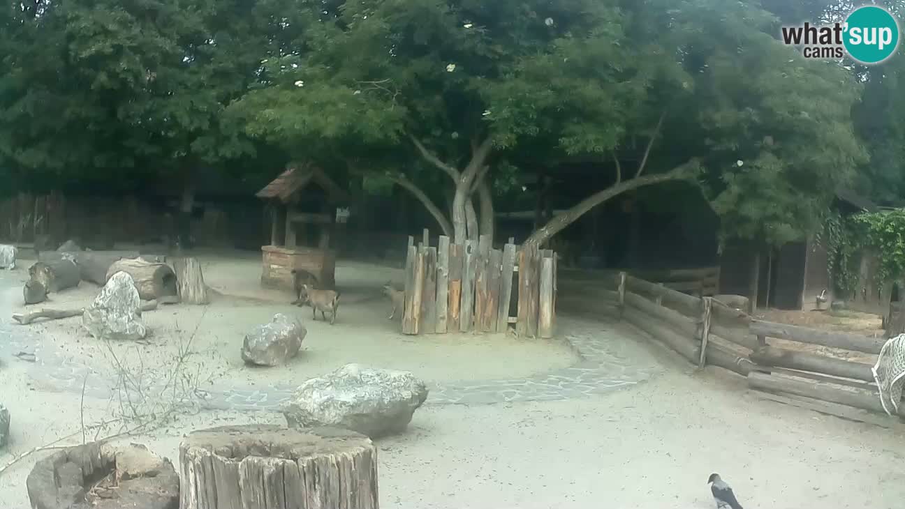 Zoo Zagreb – Brown Capuchin