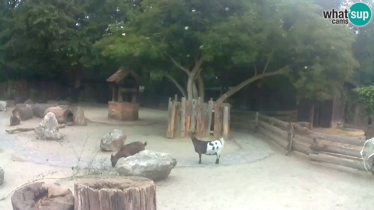 Zoo Zagreb – Rjava kapucinka
