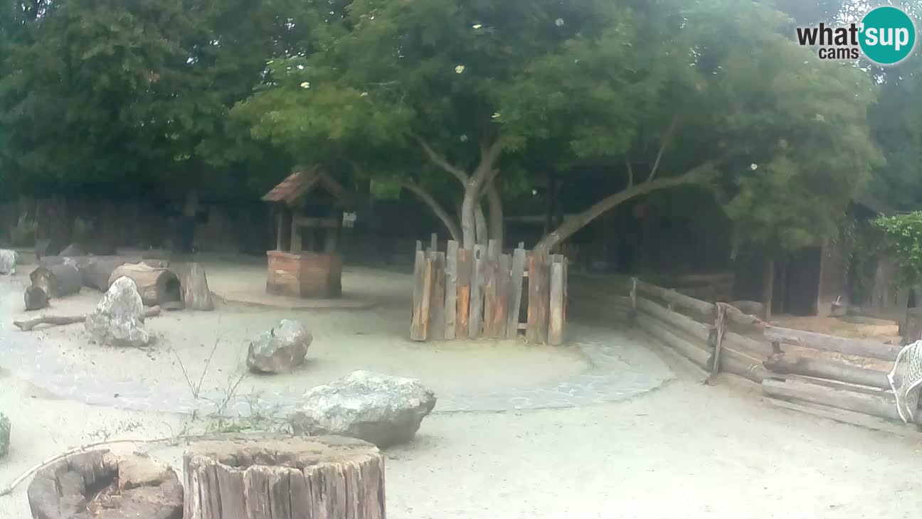 Zoo Zagreb – Haubenkapuziner