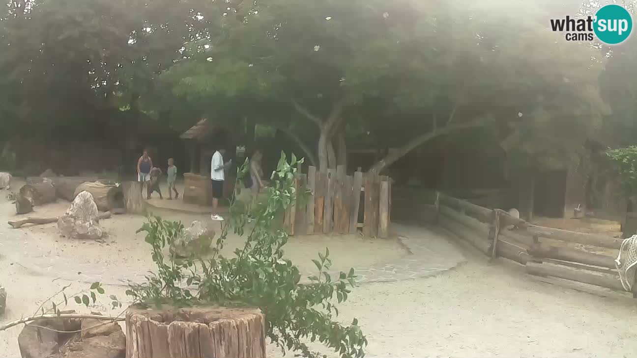 Zoo Zagreb –  Mono maicero