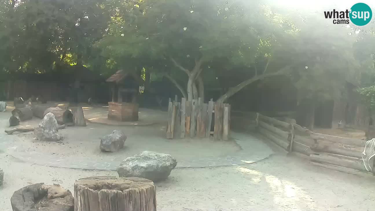 Zoo Zagreb –  Mono maicero