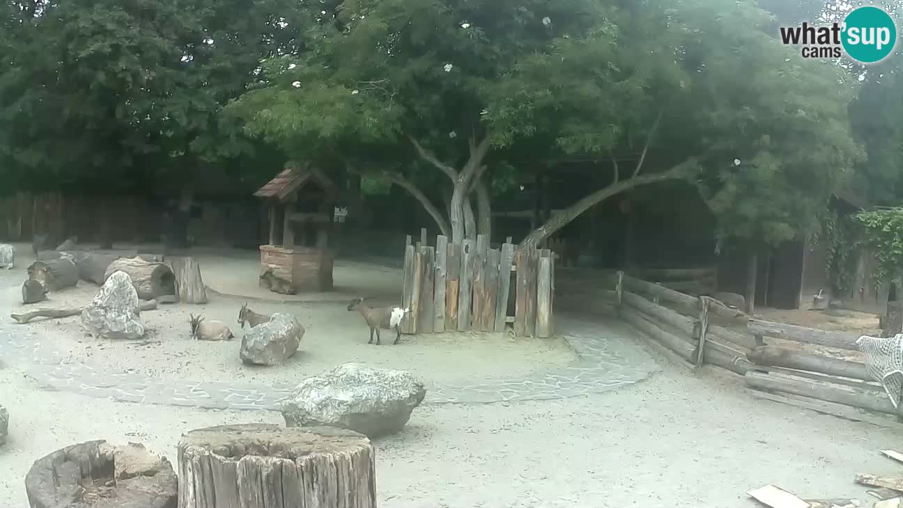 Zoo Zagreb – Brown Capuchin