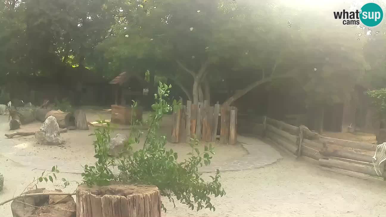 Zoo Zagreb – Rjava kapucinka