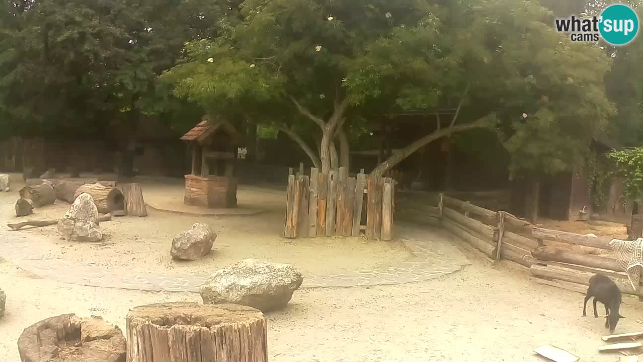Zoo Zagreb – Rjava kapucinka