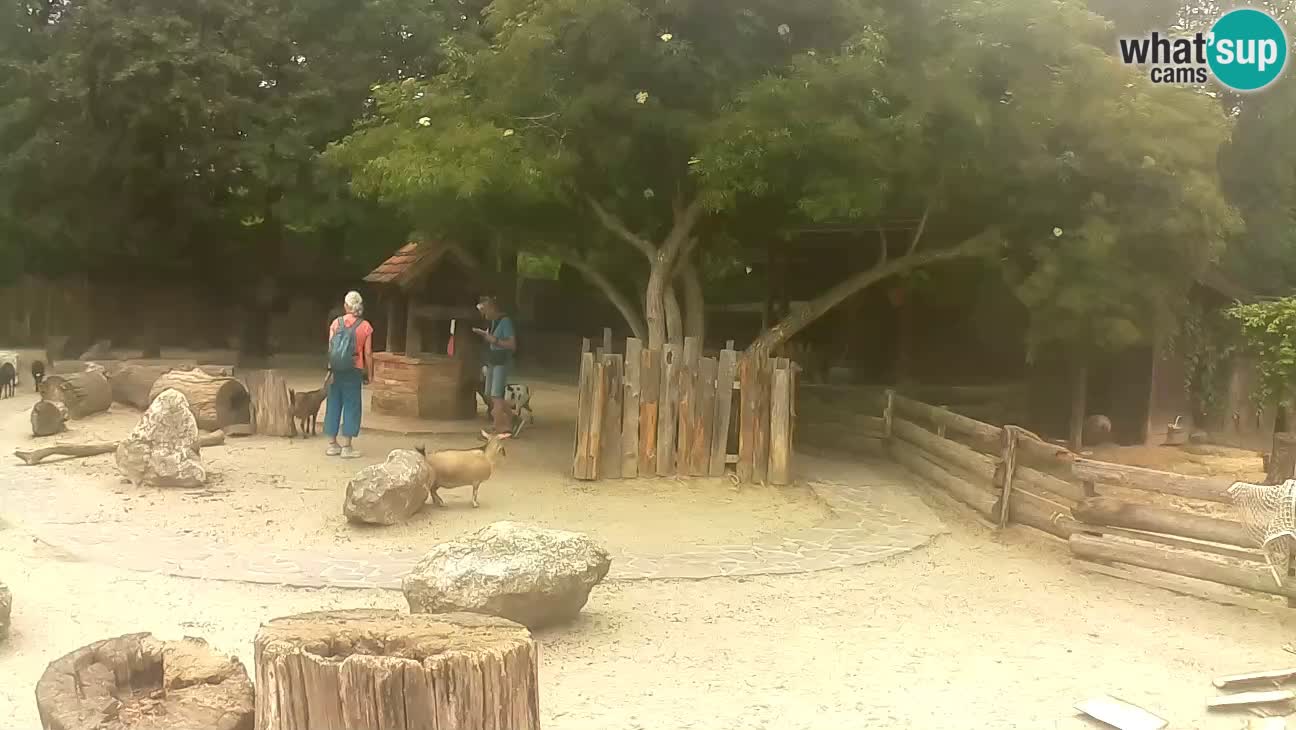 Zoo Zagreb – Brown Capuchin